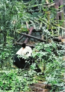 大熊猫史话传奇