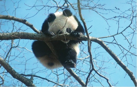 大熊猫史话传奇