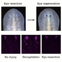 涡虫去除眼睛后可以生长出新的眼睛。图片来源：参考资料[1]