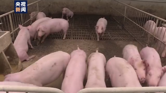 _猪圈里越来越热闹!农业农村部:生猪生产明年有望恢复八成