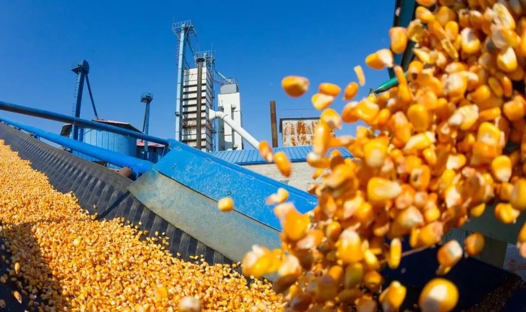 新粮即将上市，“高烧”的玉米市场能降温吗