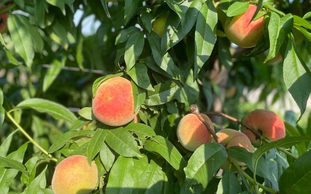 7月，大兴魏善庄的鲜桃已经开始大批量成熟。新京报记者 田杰雄 摄