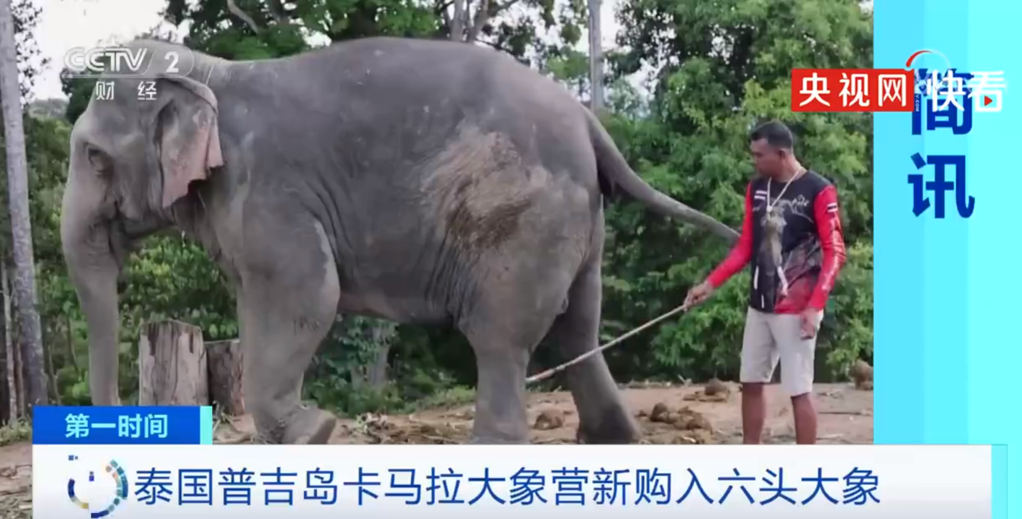 太火爆！普吉岛一大象营地采购6头大象迎接中国游客！<a href=