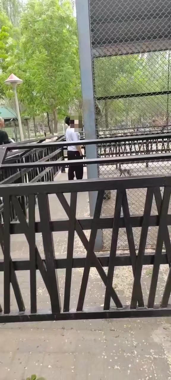 沈阳一游客翻越护栏向猴子吐口水，宣传部回应：将督促景区加强管理