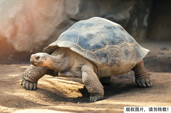 尴尬！一对乌龟在交配时惨变化石！4700万年后还要被人围观 (http://www.hsqixing.com/) IT界 第6张