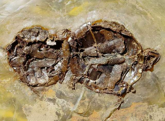 尴尬！一对乌龟在交配时惨变化石！4700万年后还要被人围观 (http://www.hsqixing.com/) IT界 第1张
