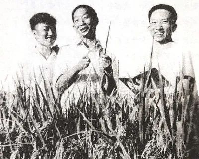 ▲袁隆平和李必湖（左）、尹华奇（右）在试验田中。
