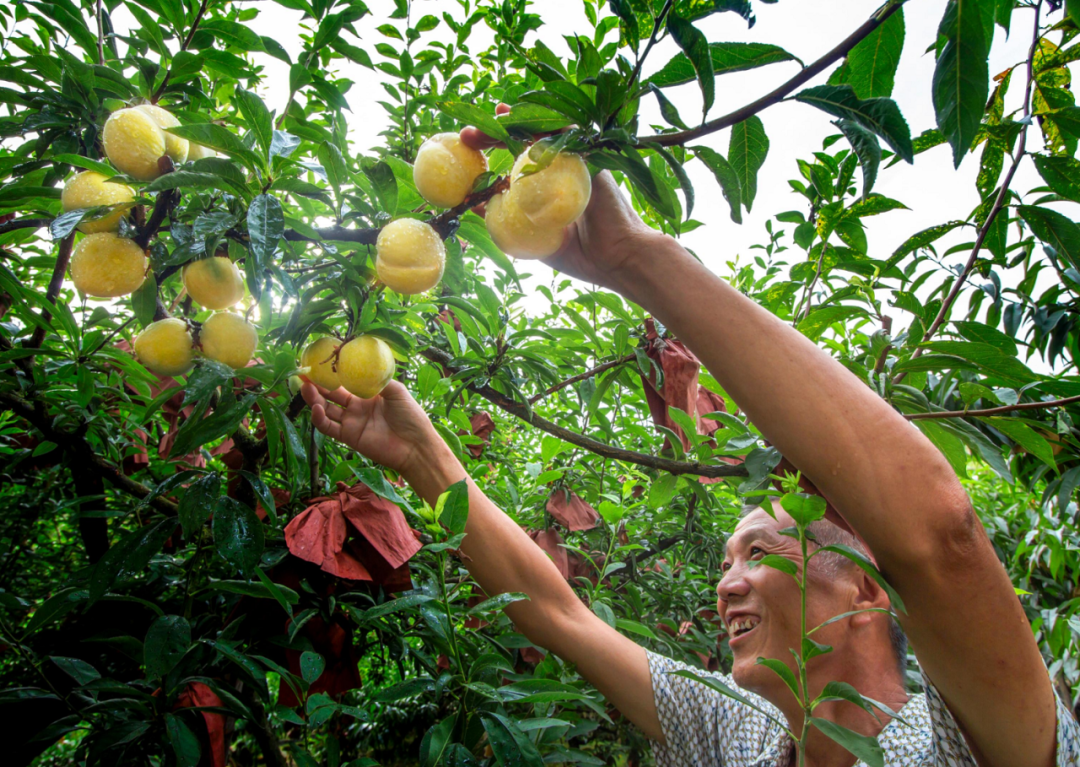 湖南株洲炎陵黄桃成熟丰收的喜悦。何品佐 摄