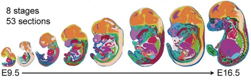小鼠胚胎第9.5-16.5天的时空图谱。研究团队提供
