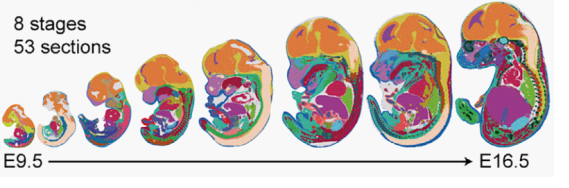 小鼠胚胎第9.5-16.5天的时空图谱。研究团队供图