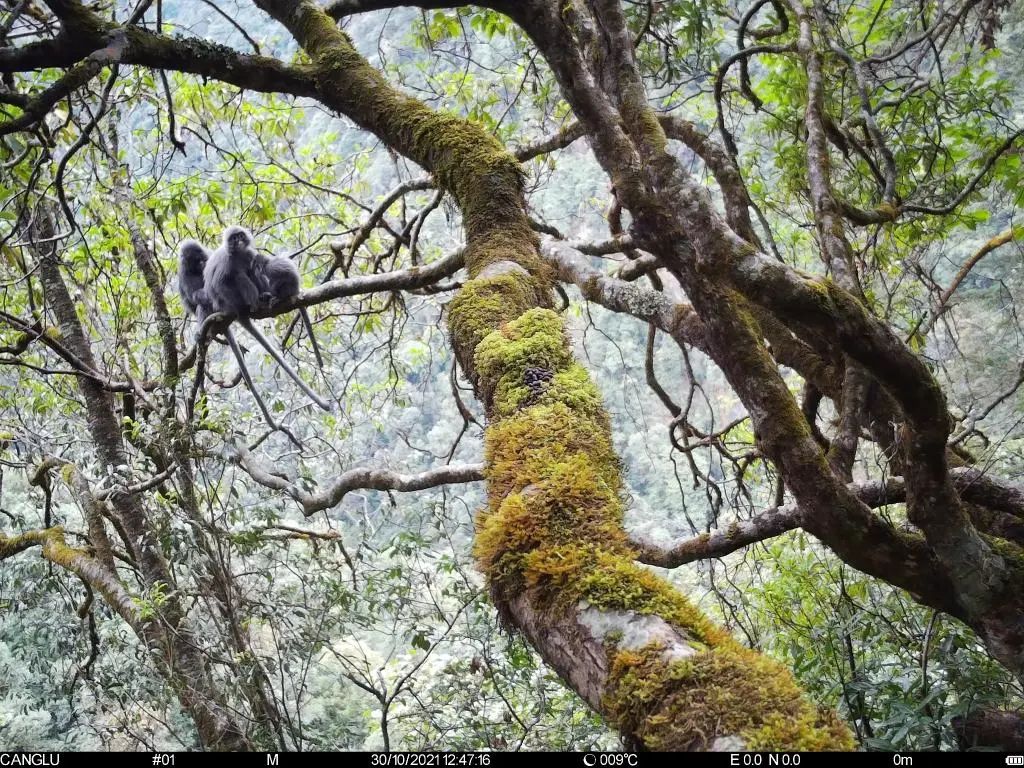 红外相机拍摄到的菲氏叶猴。高黎贡山国家级自然保护区福贡管护分局供图，新华社 发