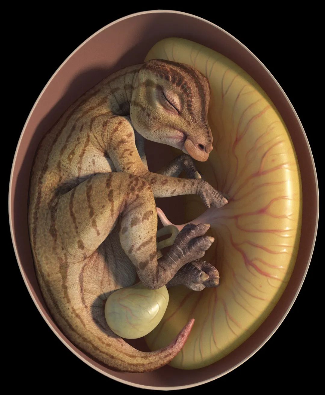 鸭嘴龙胚胎化石复原图。课题组供图
