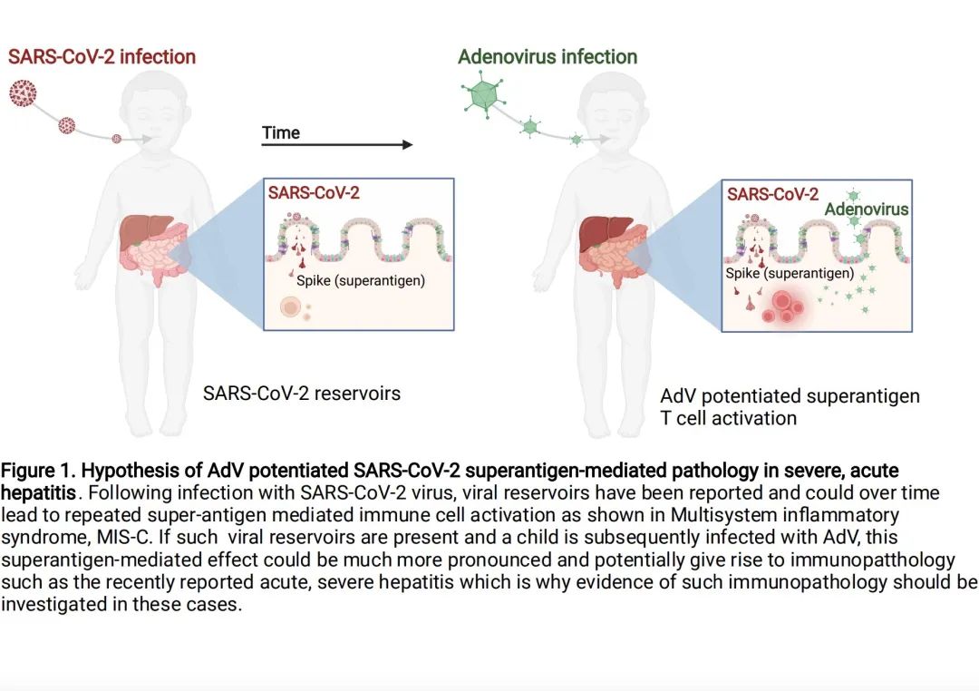 腺病毒（AdV）增强新冠病毒超级抗原介导的严重急性肝炎的病理学示意图。图源：论文