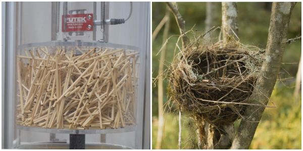 计算机模拟揭示鸟儿建造坚固巢穴的秘密