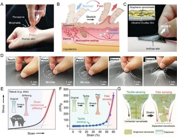 基于二维石墨烯基弹性超薄膜的仿生皮肤用于应变感知增强的触觉和痛觉管理。图源：论文