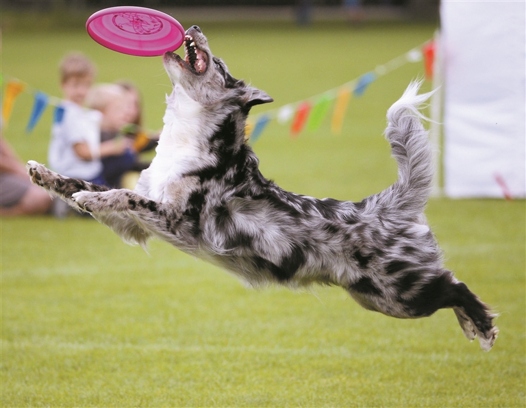 2013年8月31日，德国卡尔斯鲁厄举行狗狗飞盘比赛。视觉中国供图
