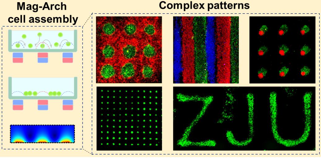 图 | 磁阿基米德法构建复杂细胞图案（来源：ACS Nano）