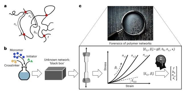 科学家解析聚合物网络结构和性能的关系，助力聚合物材料的性能优化