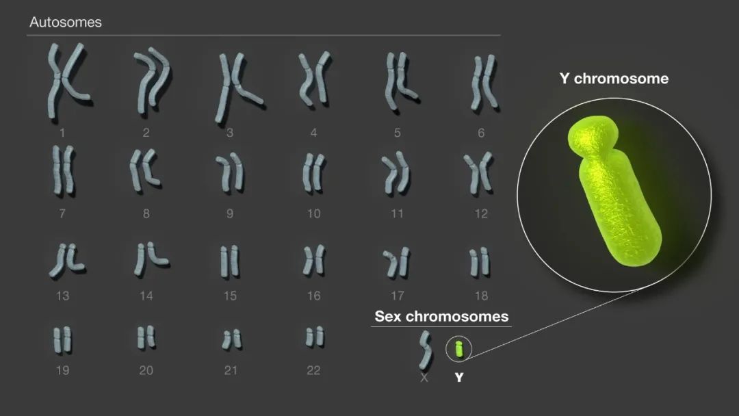 Y染色体是人类24条染色体中最后一个完成测序的。图片来源：美国国家人类基因组研究所（NHGRI）