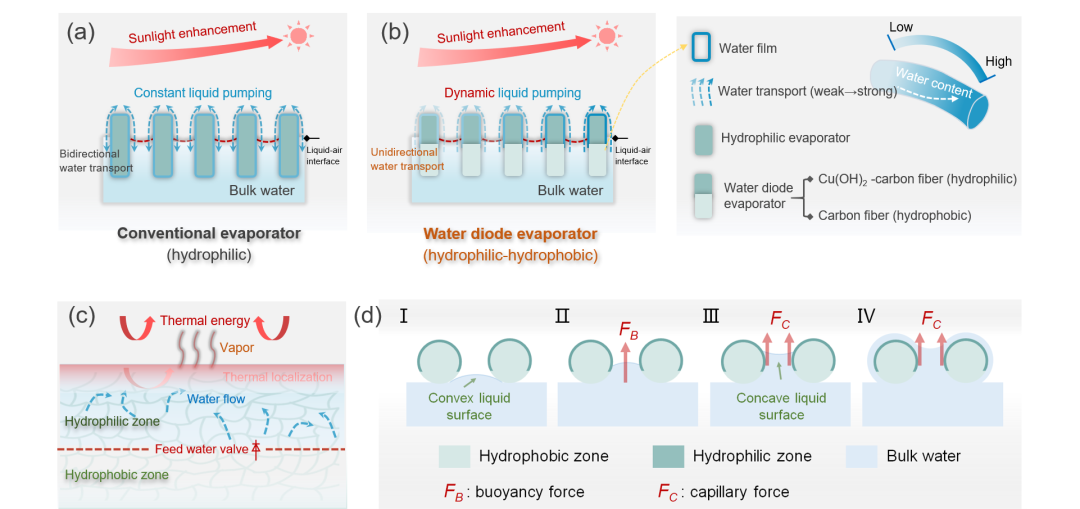科学家设计水二极管太阳能蒸发器，打造动态水-能平衡的蒸发新模式