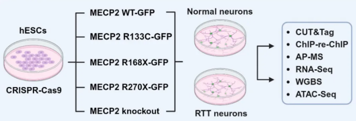 （来源：Neuron）