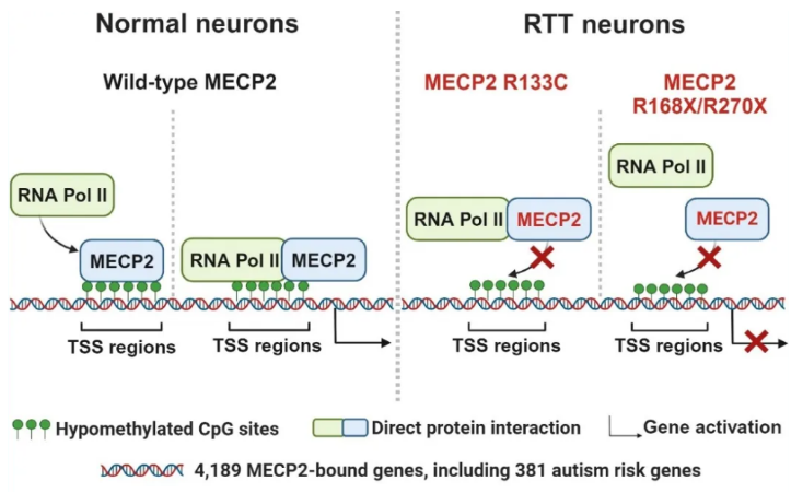 （来源：Neuron）