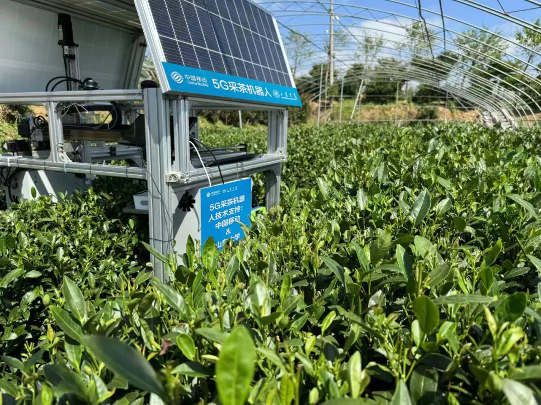 利用九天·工业大模型，中国移动与合作伙伴共同研发5G采茶机器人，赋能茶产业数智化升级。