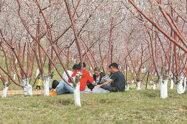 4月10日，游客在四师可克达拉市体育公园游玩赏花。杨俊钦 摄