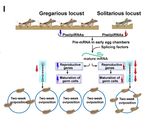 康乐院士团队合作揭示piRNAs调控的新机制决定了飞蝗后代数量的变化