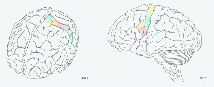 ▲图片来自：Neuralink