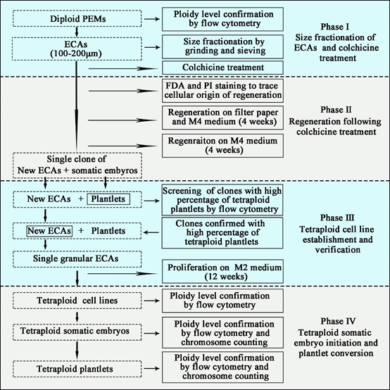 图1 厚朴多倍体细胞系诱导和建立的技术路径