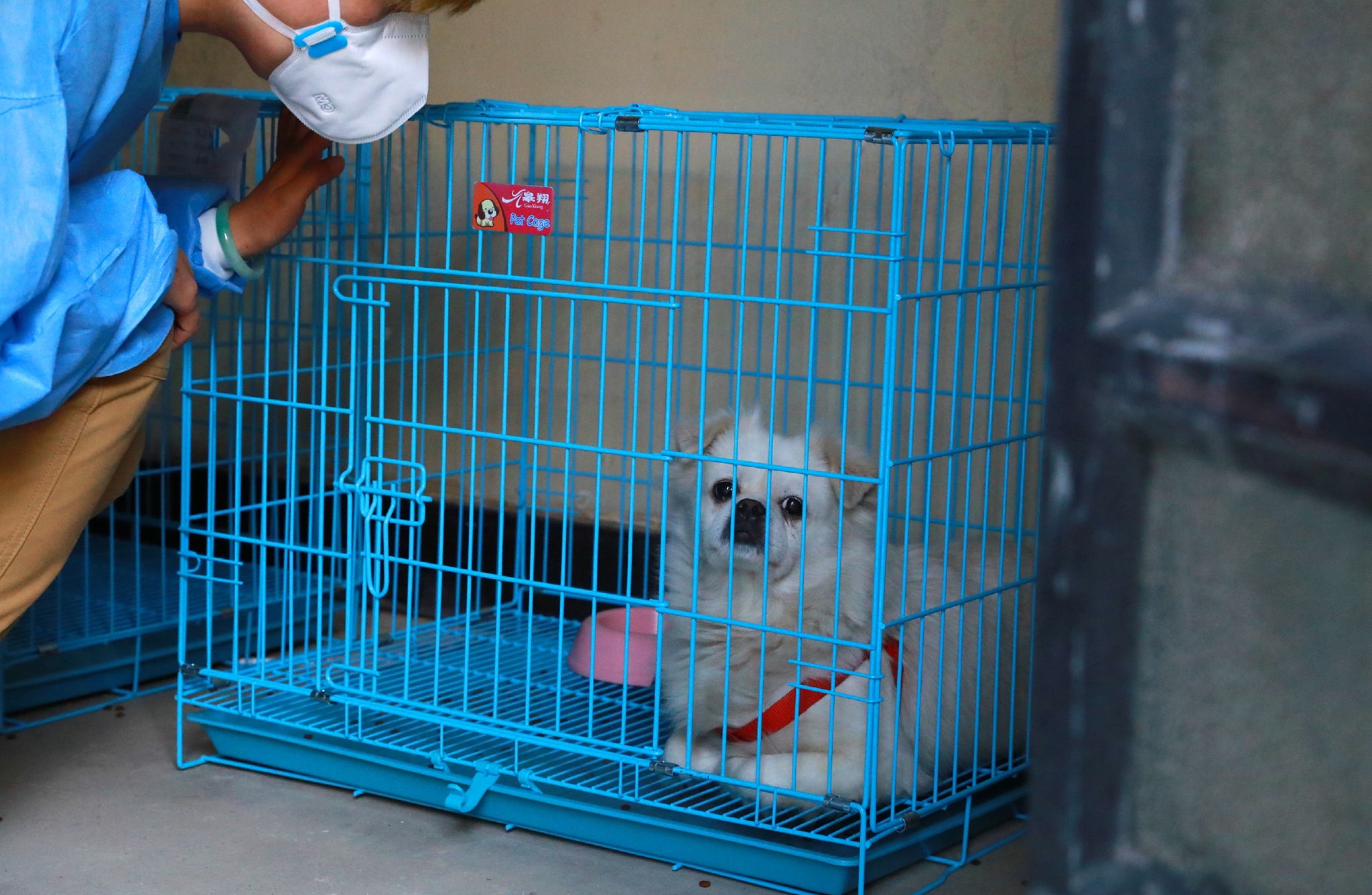 5月9日，上海市黄浦区老西门街道，“动物方舱”内安置的宠物狗。中国日报记者 朱兴鑫 摄