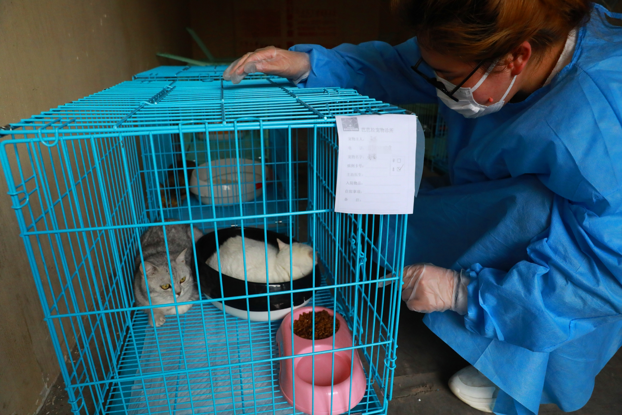 5月9日，上海市黄浦区老西门街道，志愿者在“动物方舱”内照顾宠物猫。中国日报记者 朱兴鑫 摄
