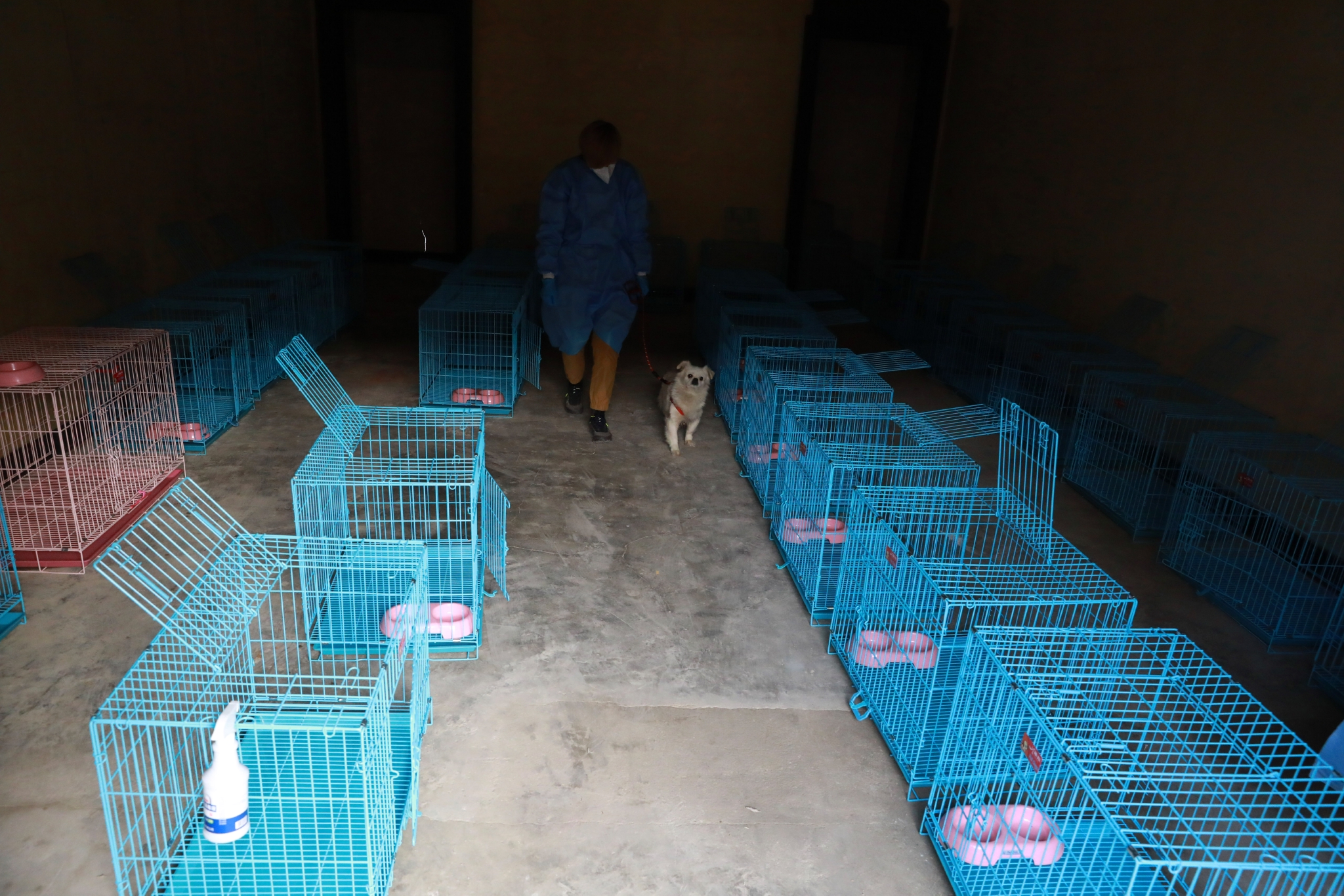 5月9日，上海市黄浦区老西门街道，志愿者在“动物方舱”内遛宠物狗。中国日报记者 朱兴鑫 摄
