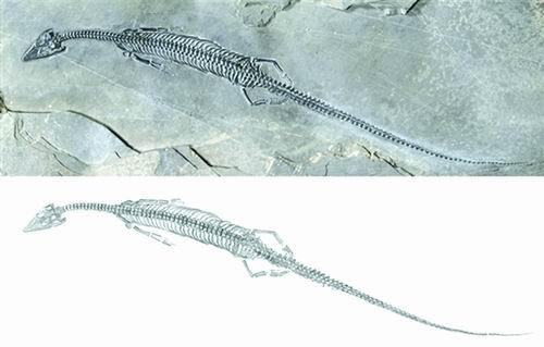 发现2亿年前尾巴最长肿肋龙类化石