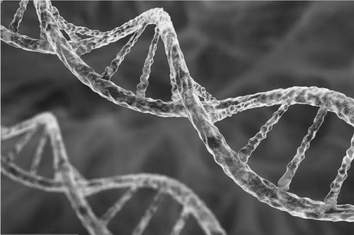一个基因突变让人类更易患癌