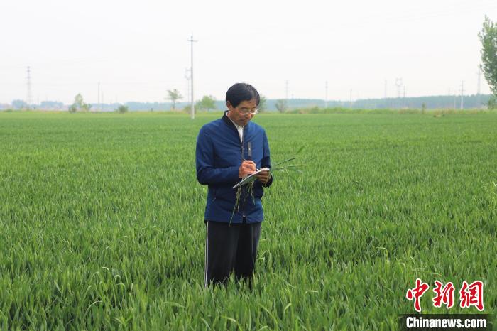 图为蔡士学在田间记录小麦生长情况。王昱鑫 摄