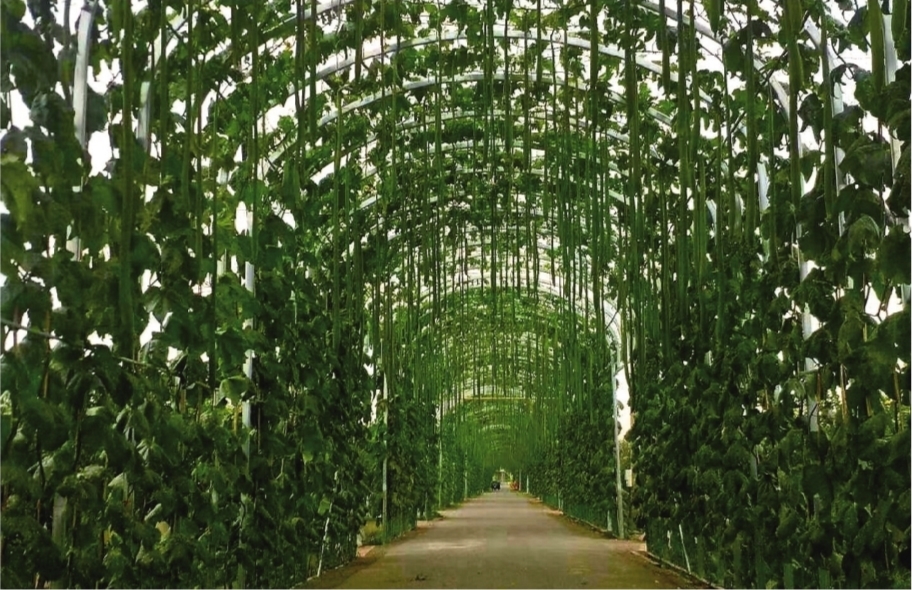 百米丝瓜长廊 村庄独特风景