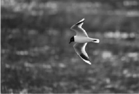 5月5日在盘锦市辽河口湿地南小河黑嘴鸥繁殖区拍摄的黑嘴鸥。