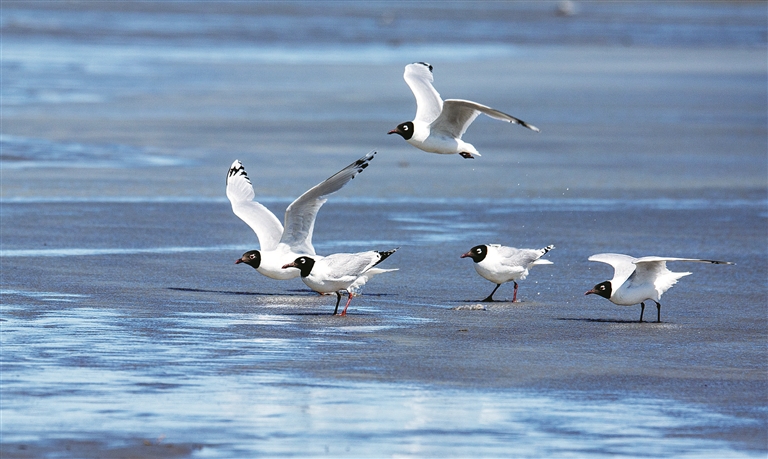 图① 遗鸥，中型水禽，国家一级重点保护野生动物（摄于艾比湖湿地）。 张彦胜 摄
