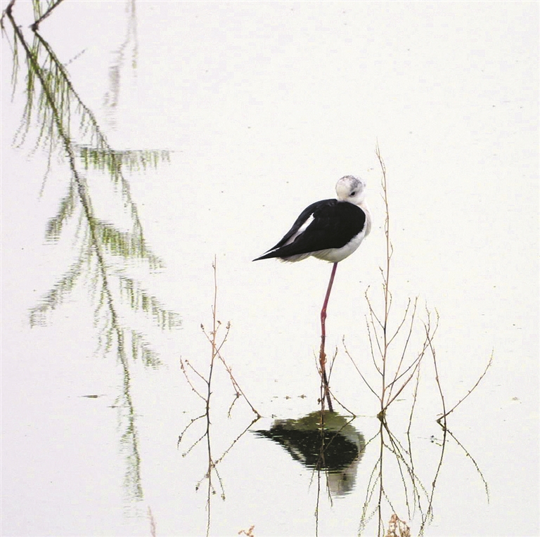 黑翅长脚鹬，是一种体型修长的黑白色涉禽，其长喙呈黑色，两翼黑，长长的腿呈红色，体羽白（摄于艾比湖湿地）。 秦桂莲 摄