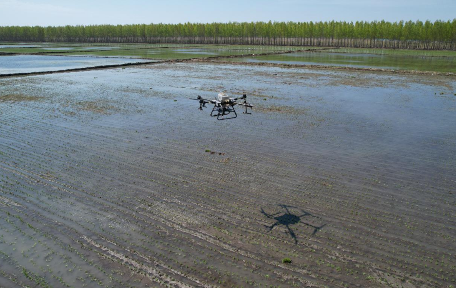 北大荒集团繁荣种畜场有限公司无人机施肥作业现场。（受访者供图）