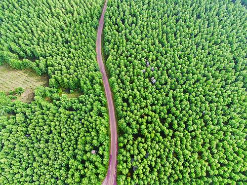 研究揭示森林混交的增产效应