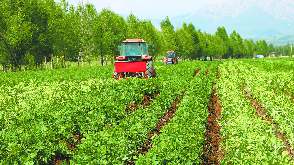 马铃薯机械化中耕培土。互助县农业技术推广中心供图