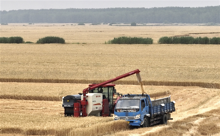 5月29日，在江苏省淮安市洪泽区三河镇，农民驾驶农机将收割的小麦装车（无人机照片）。 新华社发（万震 摄）