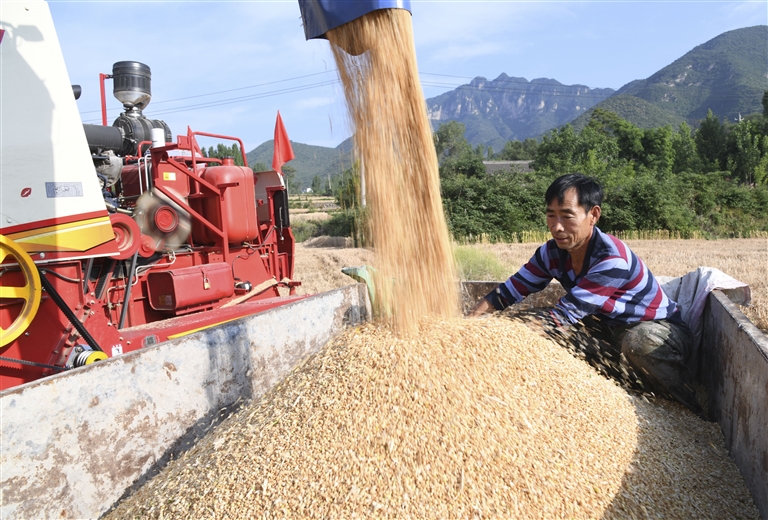 5月28日，在河南省济源市克井镇，收割机将收获的小麦装车。 新华社发（苗秋闹 摄）