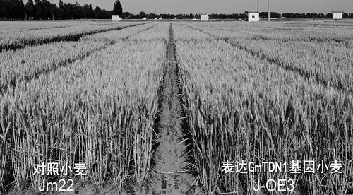 一个基因实现小麦抗旱性和氮肥利用效率双提升
