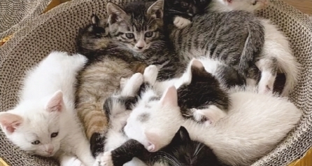 11只小猫希望找到真正喜欢小动物的新主人。受访者供图