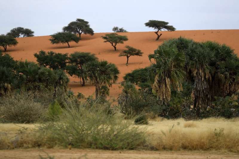 ↑阿拉伯胶林场面临干旱和土壤退化问题