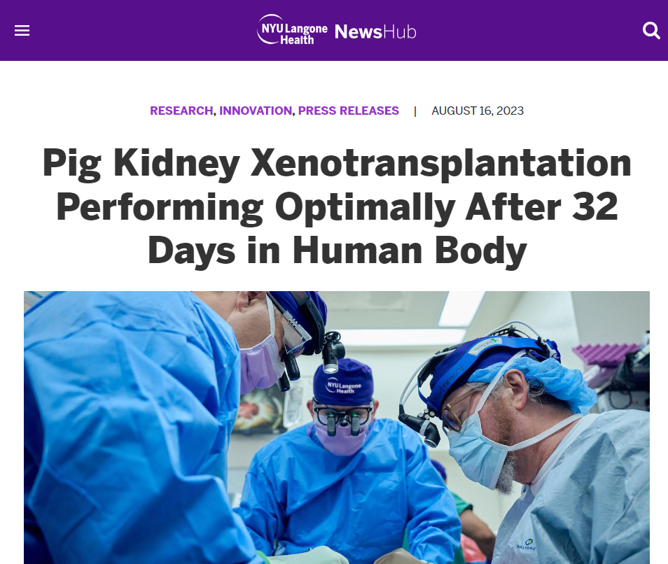 人类医学又积跬步 美国的猪肾人体移植试验成功撑过1个月